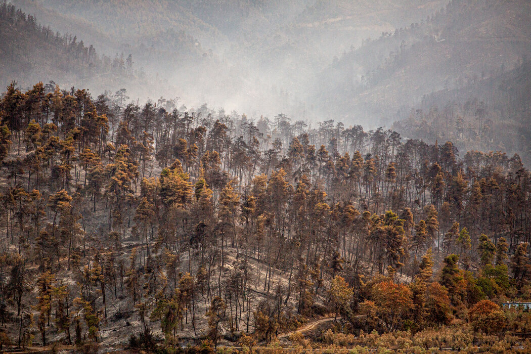 希腊今年夏天的火灾烧毁了数万英亩的森林