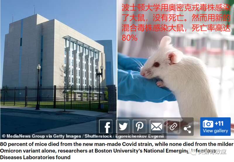 科学家用新病毒感染实验用的大鼠，经过一段时间，新的混合病毒杀死了80%的大鼠；而作为对比组的单纯奥密克 ...